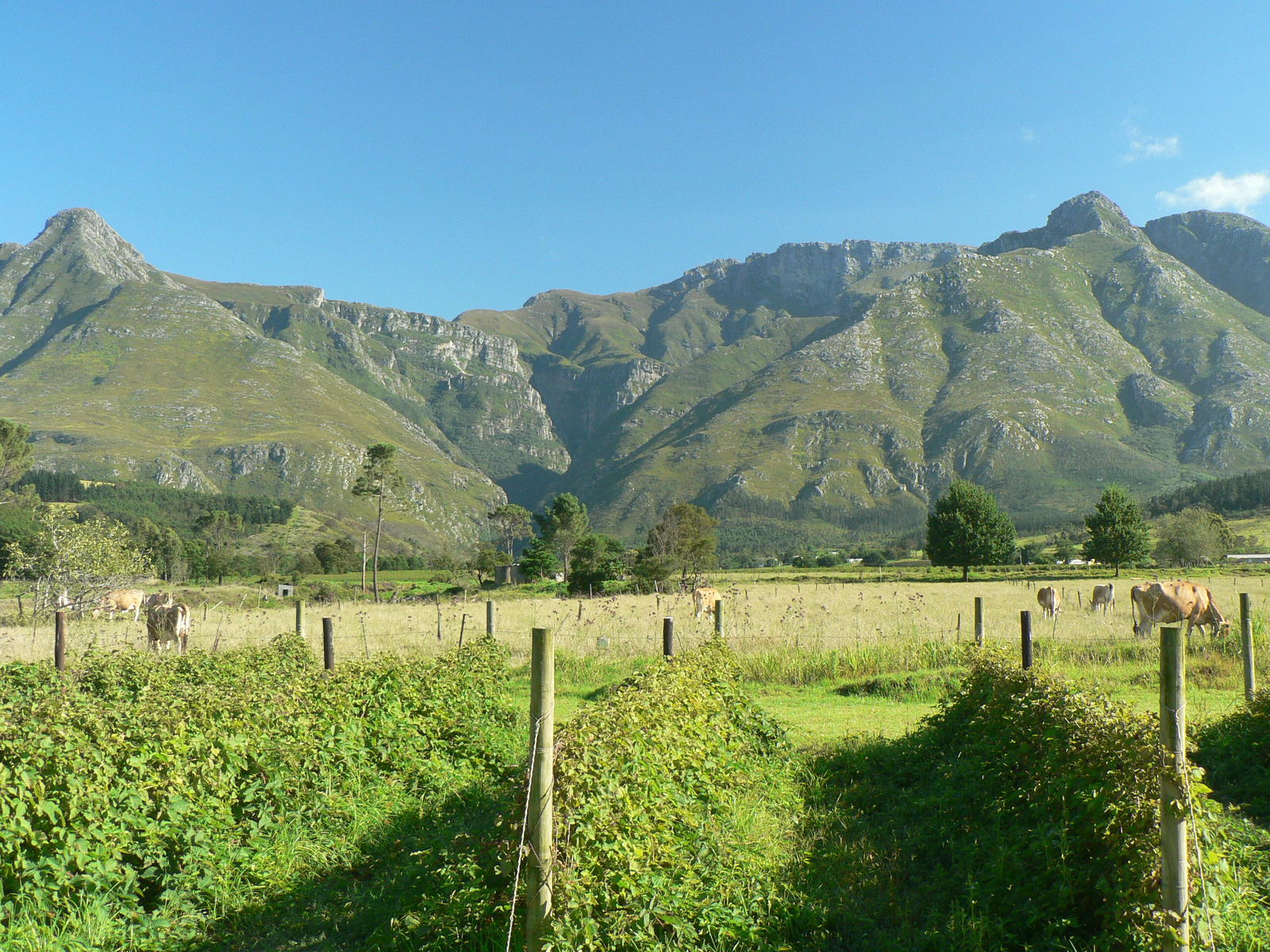 Berry Cottages Wildebraam Berry Estate